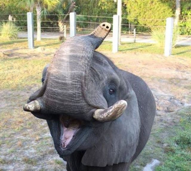 Ο λιχούδης ελέφαντας - Προτίμησε το φαγητό από την ελευθερία του