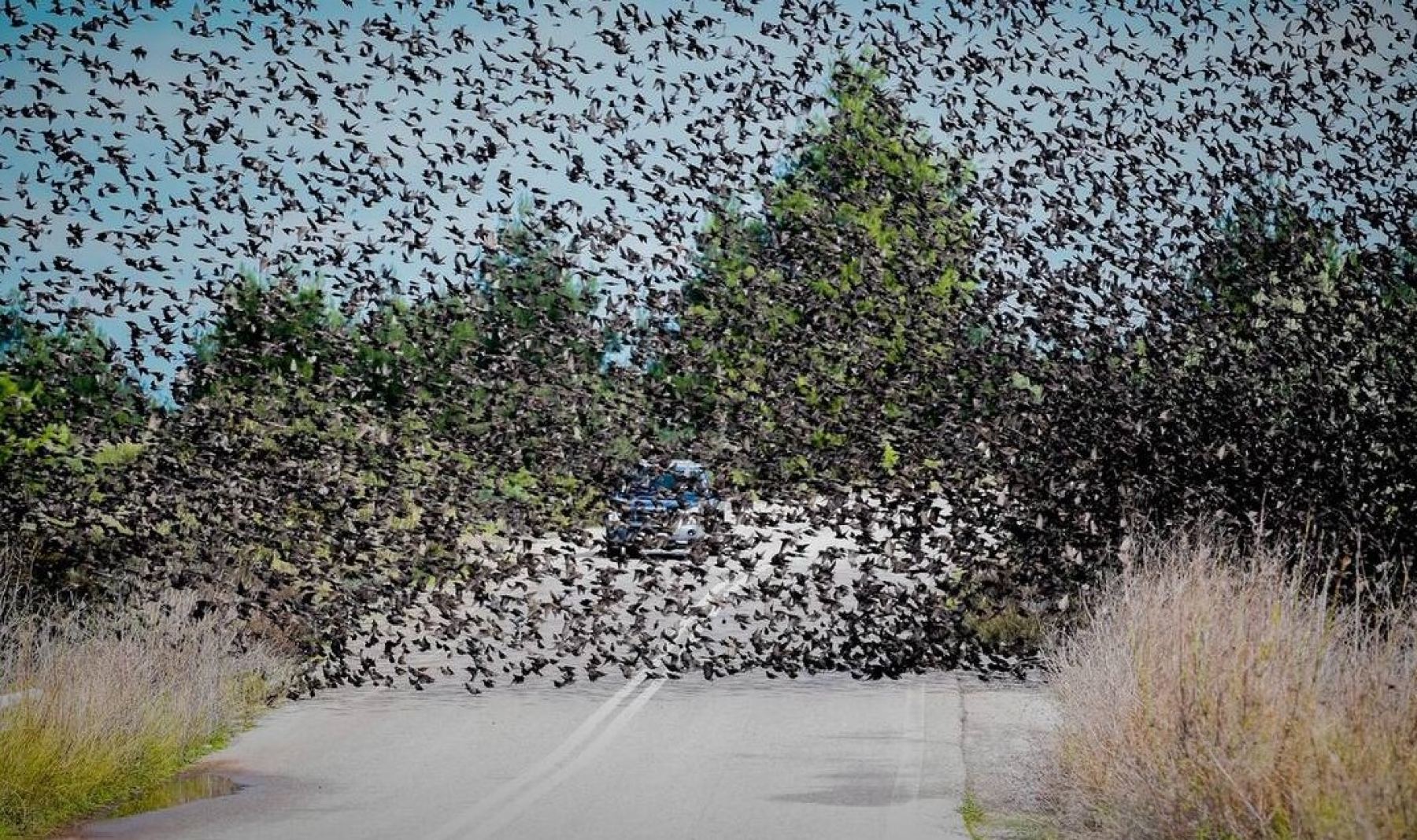 Σμήνη από πουλιά «κατέλαβαν» το δρόμο - Μοναδικές εικόνες!