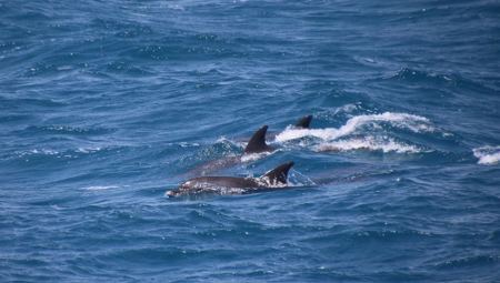 Κοπάδι από δελφίνια έκανε «επίδειξη» ανοιχτά των Χανίων