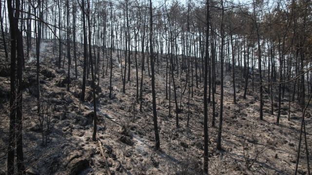 Τουρκία: Στους έξι οι νεκροί από τις δασικές πυρκαγιές