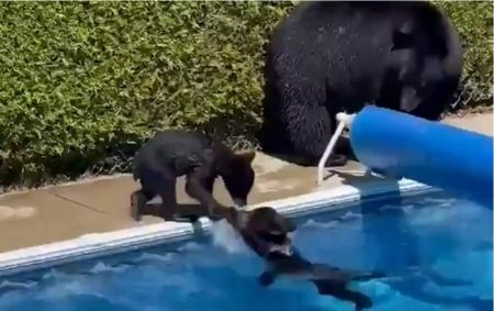 Ο καύσωνας «έστειλε» οικογένεια αρκούδων για βουτιές σε πισίνα