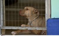 Φθιώτιδα: Μηνυτήρια αναφορά σε βάρος 67χρονου για θανάτωση σκύλου