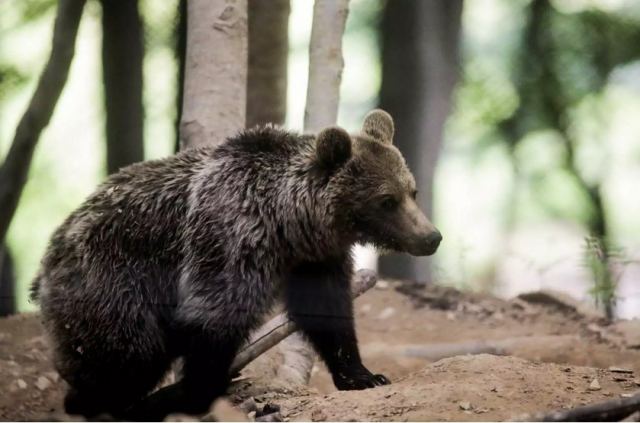 Φλώρινα: Σκότωσαν 3 αρκούδες στο Σκλήθρο – Θήλαζε τα μωρά της η μία που δέχτηκε σφαίρες