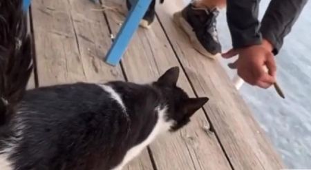 Αθωώθηκε ο νεαρός που κλώτσησε γάτα σε ταβέρνα στην Αιδηψό