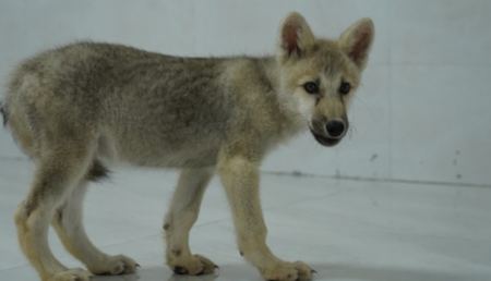 Αυτή είναι η πρώτη κλωνοποιημένη λύκαινα - Η παρένθετη μητέρα ήταν ένας σκύλος Μπίγκλ (ΒΙΝΤΕΟ)
