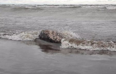 Ρωσία: Τουλάχιστον 2.500 φώκιες βρέθηκαν νεκρές σε όχθες της Κασπίας Θάλασσας
