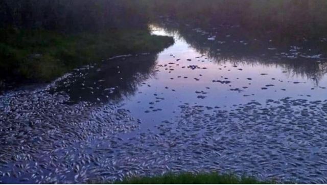 Εικόνες σοκ στη Ροδόπη: Χιλιάδες νεκρά ψάρια στη λίμνη Ισμαρίδα και στον ποταμό Κομψάτο [βίντεο]