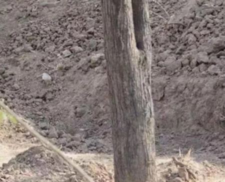 Ο viral γρίφος που έχει ρίξει το internet: Εσύ μπορείς να βρεις την κρυμμένη λεοπάρδαλη στην εικόνα;