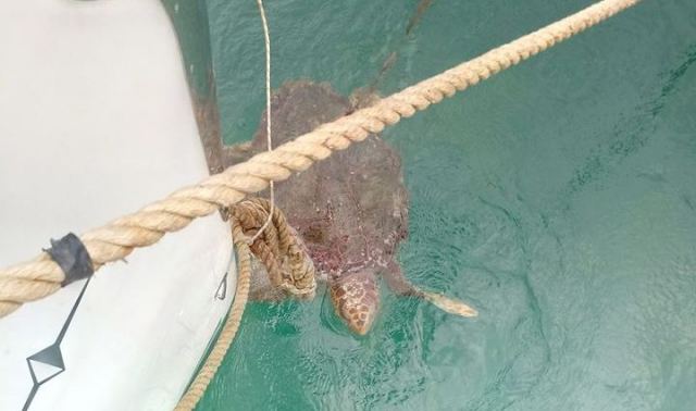 Νέα διάσωση θαλάσσιας χελώνας που είχε μπλεχτεί σε ρεμέτζο (Βίντεο)