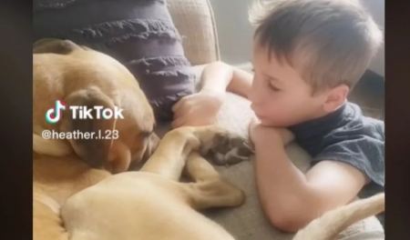 Viral βίντεο: 7χρονος παρηγορεί τον κακοποιημένο σκύλο που μόλις υιοθέτησαν - «Θα σε αγαπάμε...»