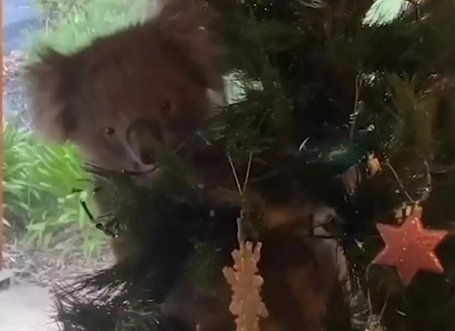 Οικογένεια επιστρέφει στο σπίτι και βρίσκει ένα κοάλα στο χριστουγεννιάτικο δέντρο