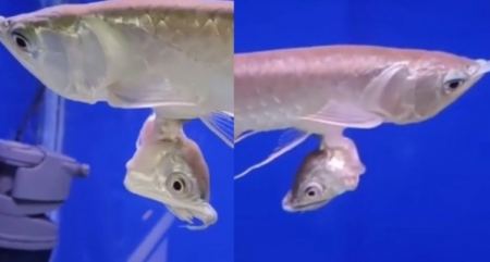 Μυστήριο γύρω από το πιο σπάνιο ψάρι στον κόσμο που έχει δύο κεφάλια (ΒΙΝΤΕΟ)