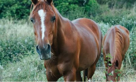 Κέρκυρα: Συνελήφθη ο ιδιοκτήτης του αλόγου που ξεψύχησε στο δρόμο
