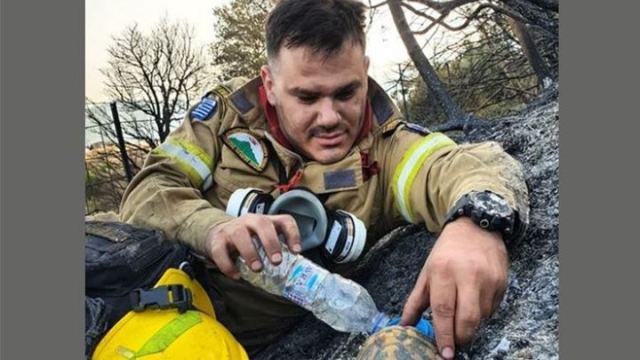 Viral ο πυροσβέστης που δίνει νερό σε χελώνα στη φωτιά της Αχαΐας - ΦΩΤΟ