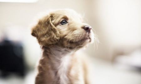 Αυτός είναι ο πιο μινιόν σκύλος του πλανήτη - Μικρότερος κι από ένα τηλεχειριστήριο