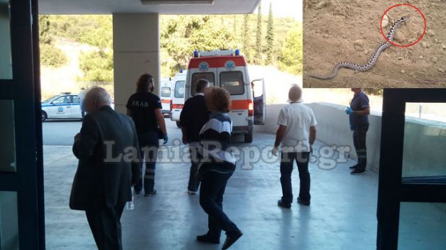 Δύο άτομα από δάγκωμα οχιάς στο Νοσοκομείο Λαμίας