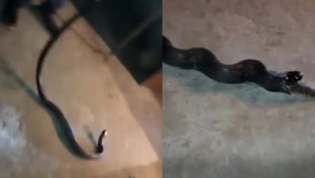 Κόμπρα στην Ινδία κατάπιε ολόκληρο φίδι, αλλά... αναγκάστηκε να το φτύσει