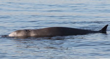 Φάλαινα στον Άλιμο: Τα πρώτα αποτελέσματα από τις εξετάσεις - Πολύ σοβαρή η κατάσταση της υγείας της