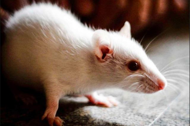 Παράλυτα ποντίκια με παραπληγία περπάτησαν ξανά – Χάρη σε πειραματική θεραπεία
