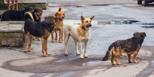 Πάνω από 2 εκατ. ευρώ στο Δήμο Λαμιέων για το Διαδημοτικό Καταφύγιο αδέσποτων ζώων