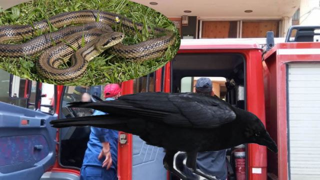 Κοράκι εισέβαλε σε κατάστημα υαλικών – Νοικοκυρά βρήκε φίδι κάτω απ’ το πλυντήριο