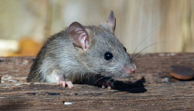 Η αστυνομία κατηγορεί... τρωκτικά για την «εξαφάνιση» 200 κιλών κάνναβης: «Τα έφαγαν ποντίκια»
