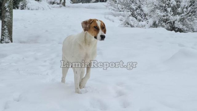 Η σκυλίτσα χάρηκε το χιόνι πιο πολύ απ όλους - ΒΙΝΤΕΟ