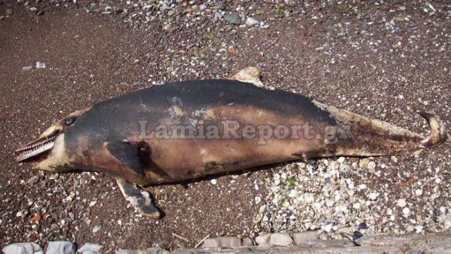 Νεκρό δελφίνι σε παραλία της Φθιώτιδας