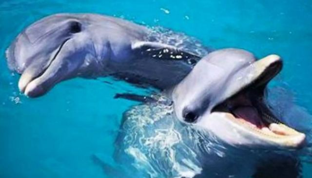 Τα θηλυκά δελφίνια έχουν λειτουργική κλειτορίδα σαν τη γυναικεία, που φέρνει ηδονή
