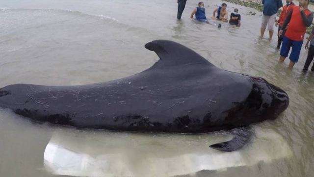 Τραγικός θάνατος φάλαινας - Κατάπιε 80 πλαστικές σακούλες βάρους 8 κιλών (ΦΩΤΟ - ΒΙΝΤΕΟ)