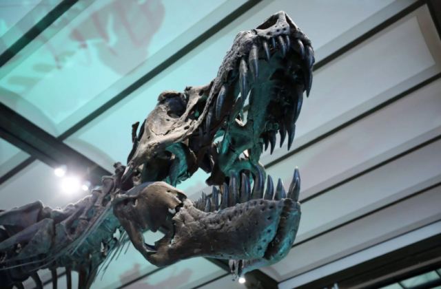 Σημαντική ανακάλυψη ανατρέπει τη θεωρία για τους τυραννόσαυρους