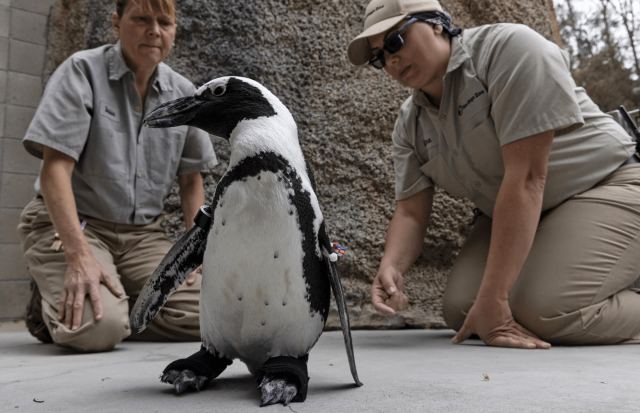 Ένας πιγκουίνος δυσκολευόταν να περπατήσει και τού έφτιαξαν ανατομικά παπούτσια