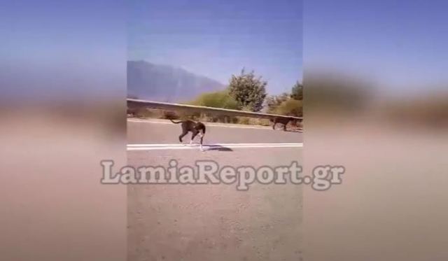 Αγέλη σκυλιών σταματά αυτοκίνητα στην Ε.Ο. Λαμίας - Καρδίτσας (ΒΙΝΤΕΟ)