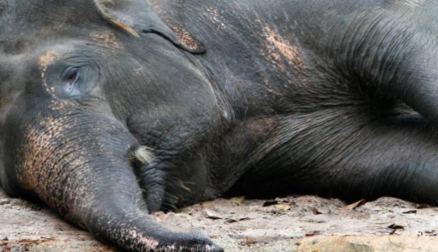 Νεκροί 18 άγριοι ελέφαντες στην Ινδία - Πιθανόν ο θάνατός τους να προκλήθηκε από κεραυνούς