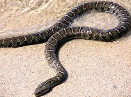 Σοκ για Αντιδήμαρχο που βρέθηκε να κολυμπά με φίδι (ΒΙΝΤΕΟ)
