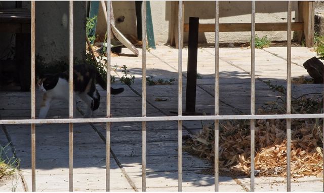 Θεσσαλονίκη: «Δεν αντέξαμε ούτε 10&quot; από τη δυσοσμία», λέει αστυνομικός για το σπίτι με τις 40 γάτες