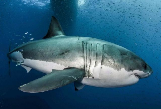 Το DNA του λευκού καρχαρία, η μάχη κατά του καρκίνου και η αποκατάσταση τραυμάτων