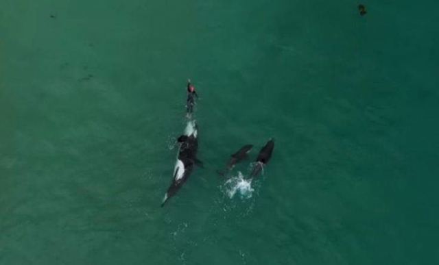 Φάλαινες δολοφόνοι περιτριγυρίζουν κολυμβήτρια και η συνέχεια εκπλήσσει