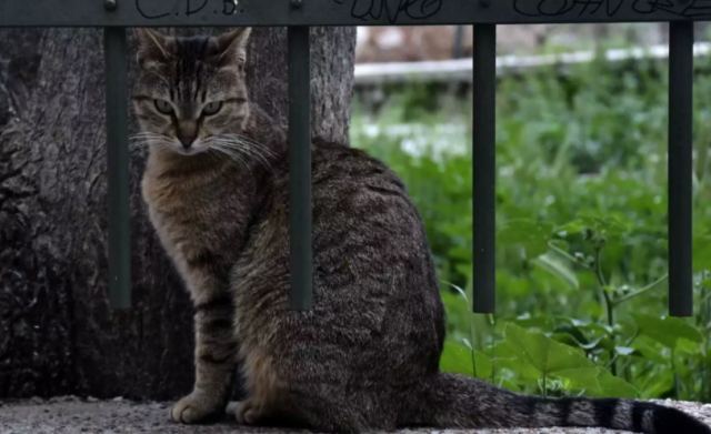 Φρίκη στην Πάτρα: Σκοτώνει γάτες και πετά τα κεφάλια τους στις γραμμές του τρένου