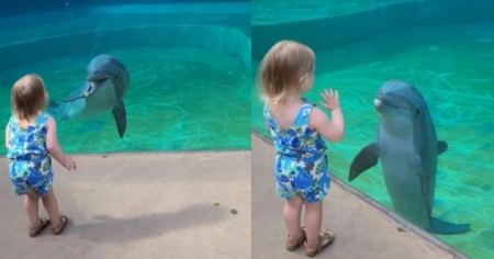 Η απίστευτη στιγμή που δελφίνι σταμάτησε για να «μιλήσει» με ένα παιδί (ΒΙΝΤΕΟ)