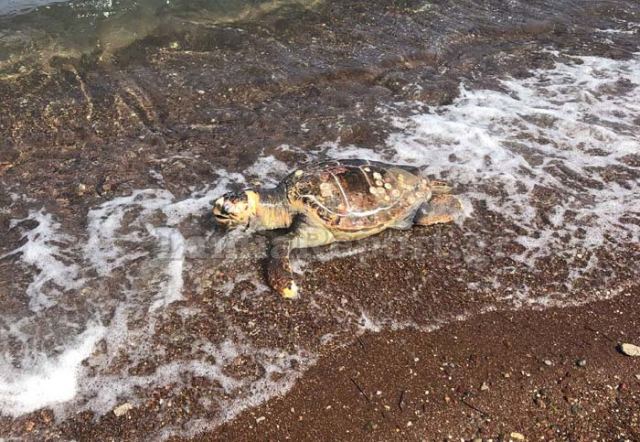 Νεκρή χελώνα καρέτα – καρέτα σε παραλία της Φθιώτιδας