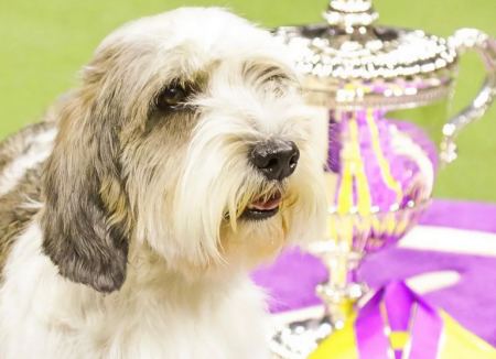 Αυτός ο 6χρονος σκύλος κέρδισε σε διεθνές «Dog Show» ανάμεσα σε 2.500 διαγωνιζόμενους (ΦΩΤΟ)