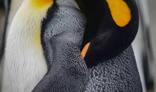 Οι πιγκουίνοι κοιμούνται περισσότερες από 10.000 φορές τη μέρα