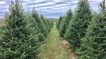 Πωλούνται έλατα για Χριστουγεννιάτικα δέντρα από φυτώριο στη Φουρνά Ευρυτανίας