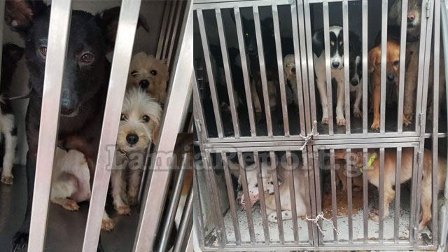 Κουβέλα: Παρέμβαση Εισαγγελέα για τα σκελετωμένα σκυλιά