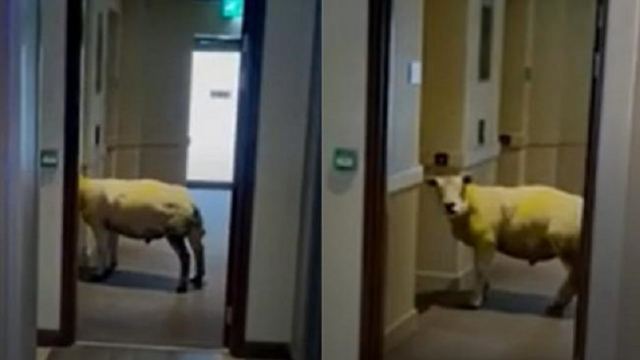 Χαλαρό πρόβατο μπήκε σε ξενοδοχείο και περίμενε το ασανσέρ