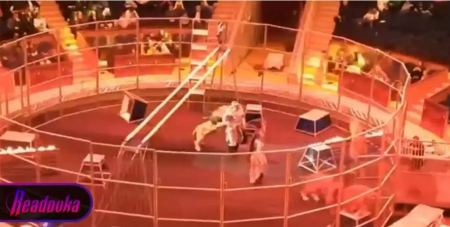Ρωσία: Λιοντάρι δάγκωσε τον θηριοδαμαστή του σε τσίρκο - Βίντεο σοκ