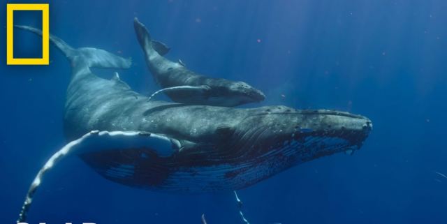 Ιστορικό βίντεο κατέγραψε το «θαύμα της φύσης»: Η στιγμή που μια φάλαινα γεννάει