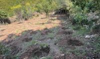 «Δάσος» από δενδρύλλια κάνναβης αποκάλυψε η αστυνομία - Τέσσερις συλλήψεις