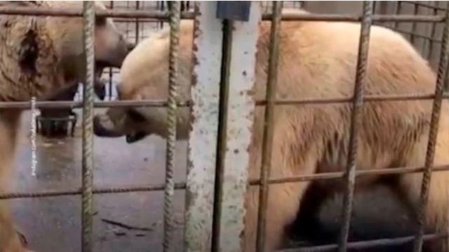 Σοκ στη Ρωσία: Αρκούδες άρπαξαν 11χρονο και τον κατασπάραξαν στο κλουβί τους